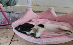 Cocker Spaniel dogs for sale: Black and white female cocker spaniel  - Image 9