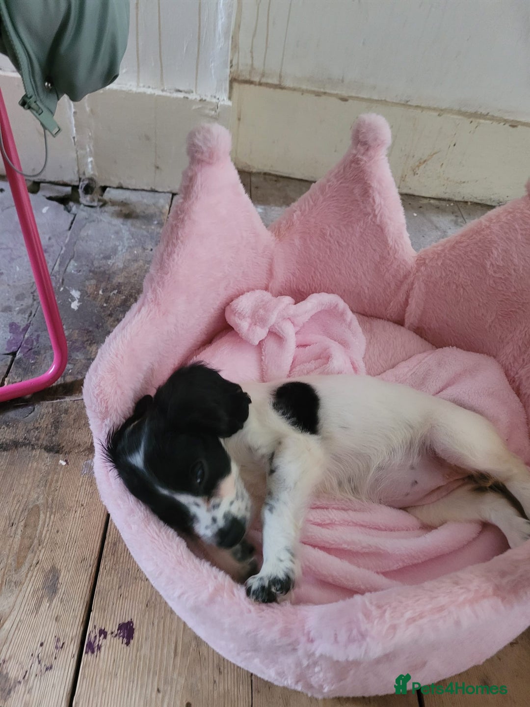 Cocker Spaniel dogs for sale: Black and white female cocker spaniel  - Image 9