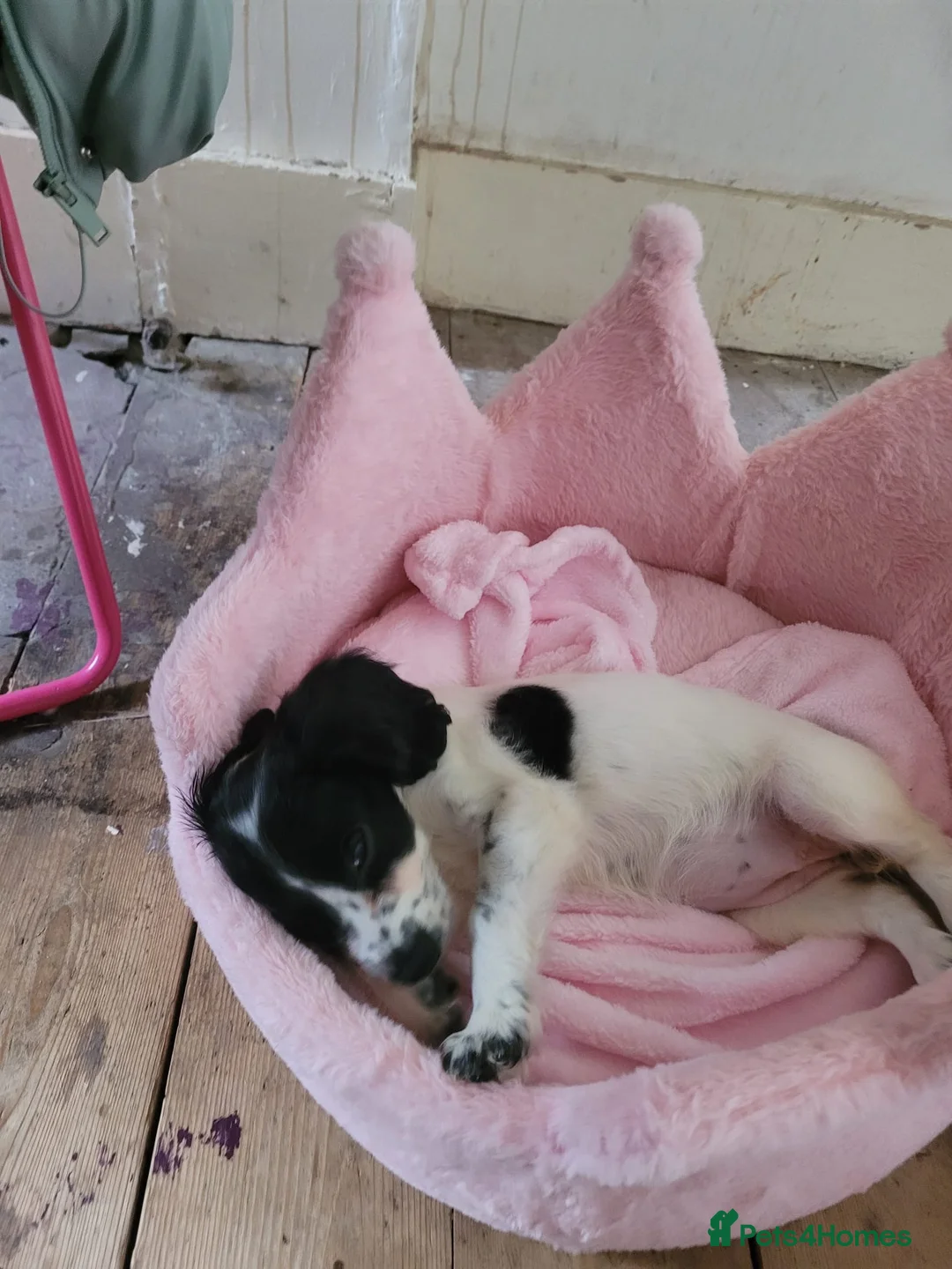 Cocker Spaniel dogs for sale: Black and white female cocker spaniel  - Advert 9