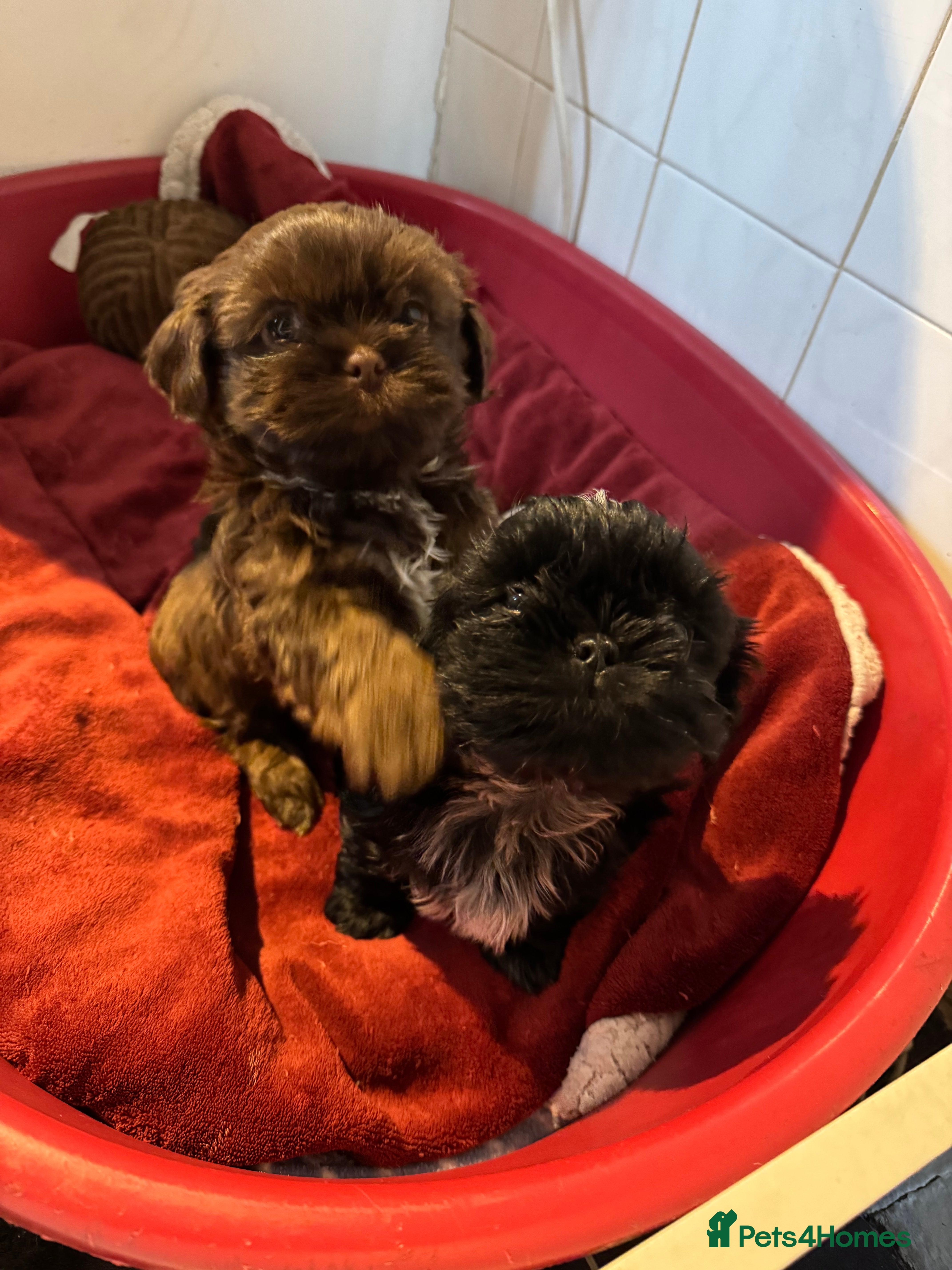 Shih Tzu dogs Shih Tzu  - Advert 18