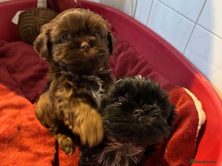 Shih Tzu dogs Shih Tzu - Advert 19