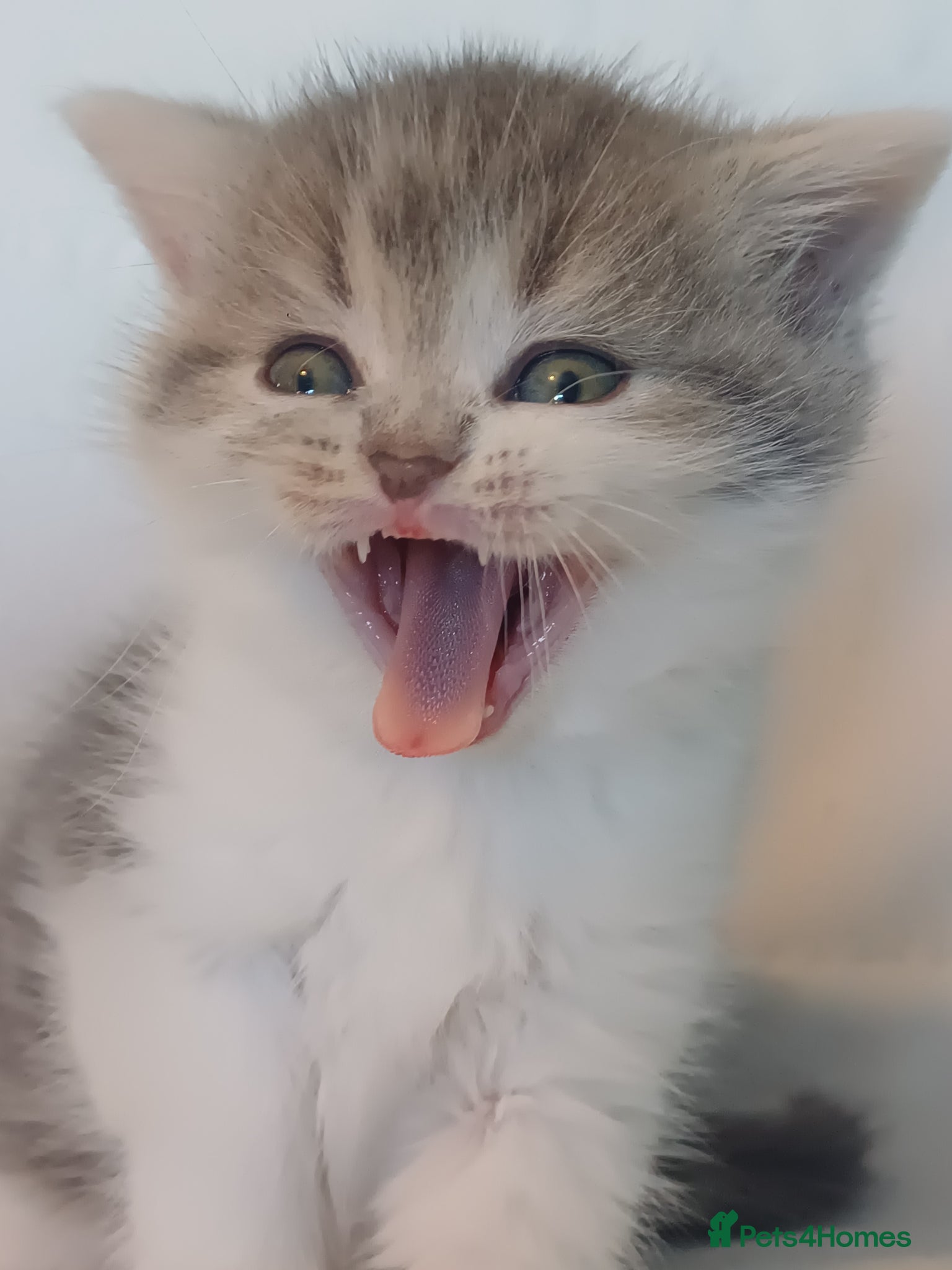 British Shorthair cats for sale: Gorgeous Brittish Shorthair 🐱 - Advert 24