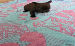 French Bulldog dogs for sale: French puppy's  - Image 4