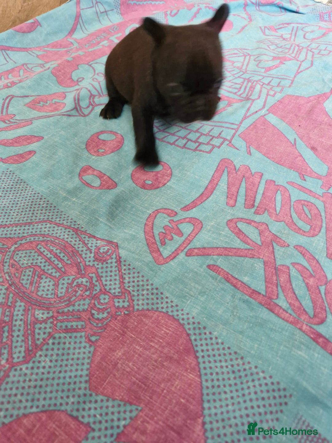 French Bulldog dogs for sale: French puppy's  - Image 4