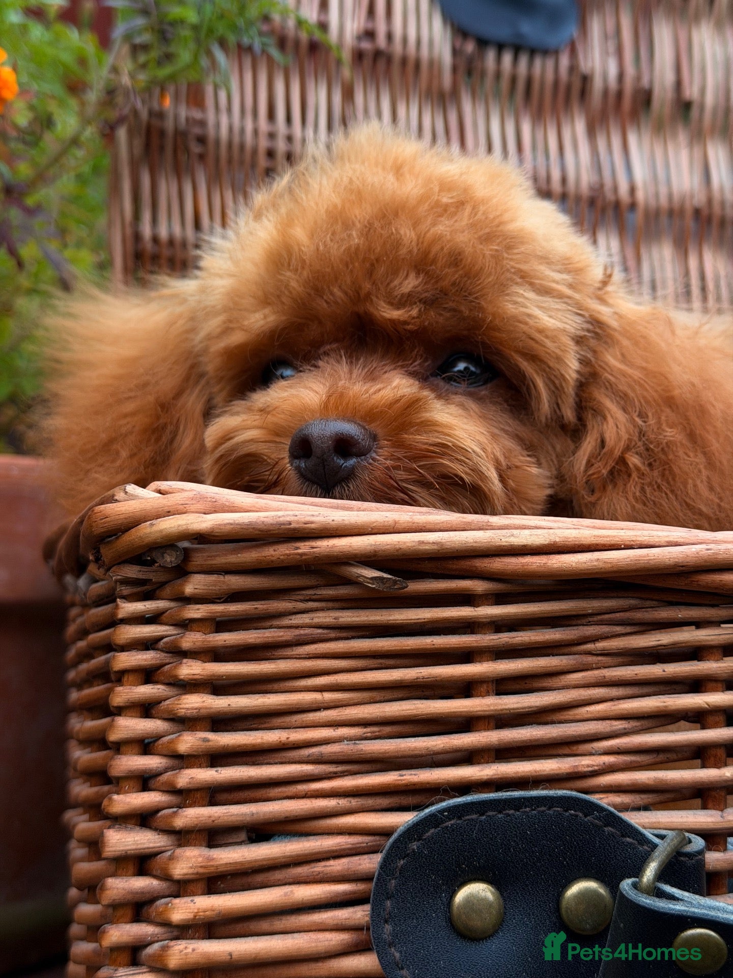 Toy Poodle dogs Asian Poodle, Boy 💙, true to size breed  - Advert 1