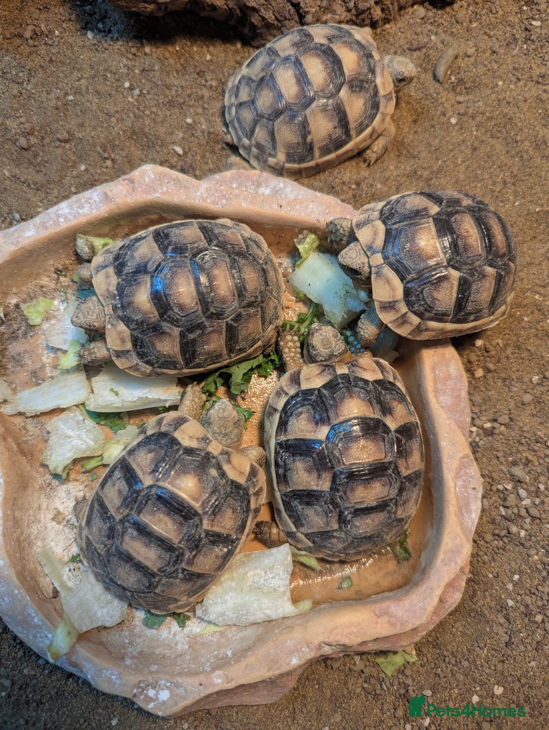 Bearded Dragon reptiles for sale: Variety of reptiles  - Advert 19