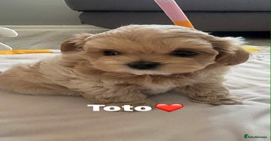 Maltipoo dogs - Advert 7