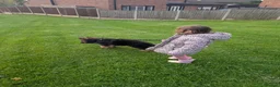 German Shepherd dogs for sale: German Shepherd, 11 Months – Loving Home Needed - Advert 8