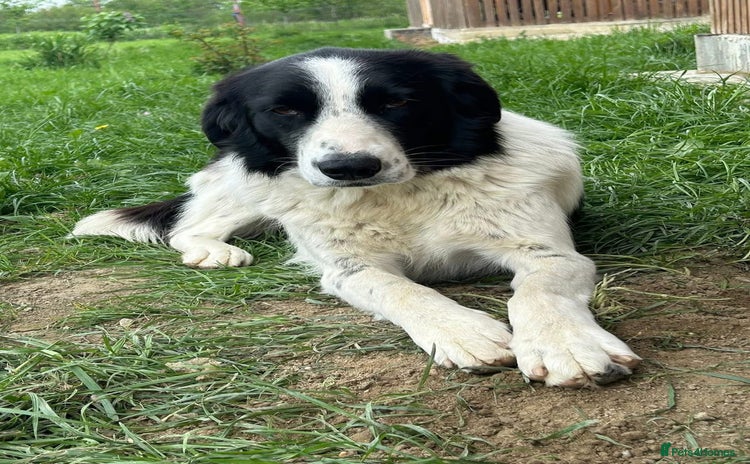 Mixed Breed dogs - Advert 12