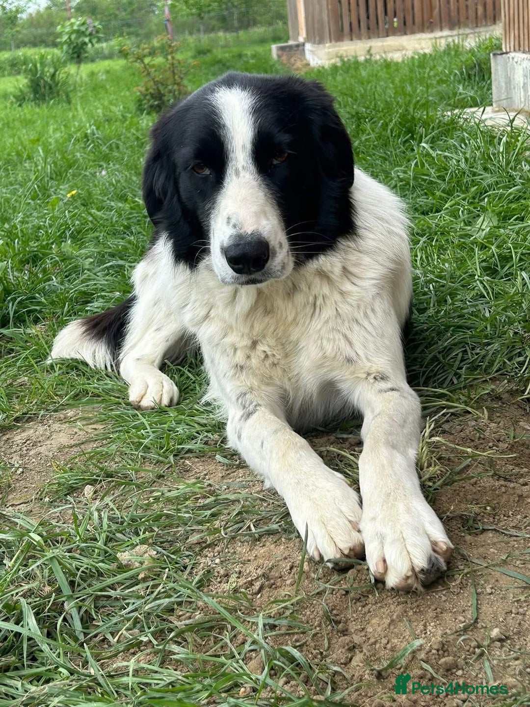 Mixed Breed dogs for adoption: Hope - Norwich Norfolk  - Image 1