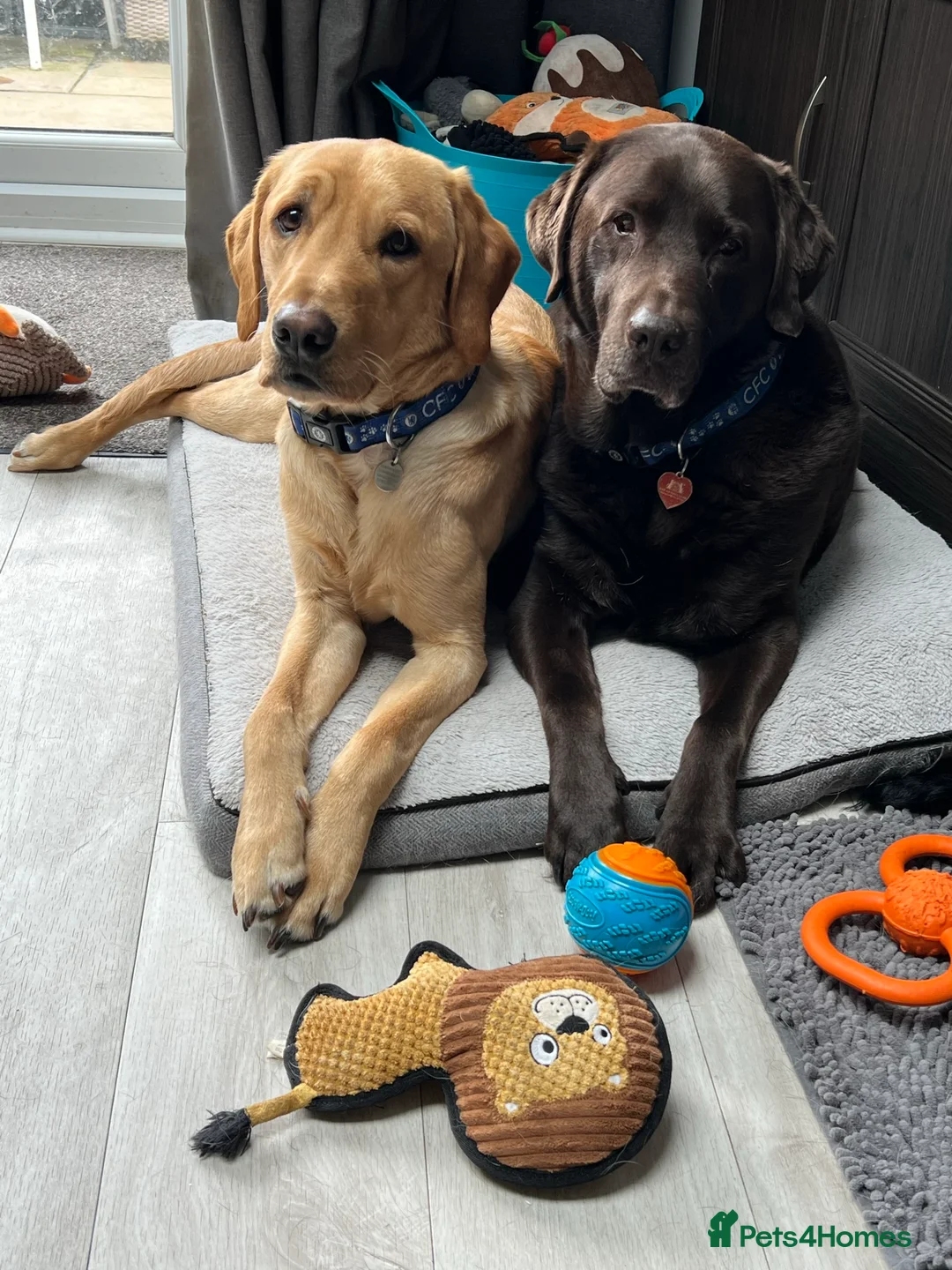 Labrador Retriever dogs for stud: PROVEN, KC REG,HEALTH TESTED LABRADOR FOR STUD in Havant - Advert 10