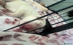 Labrador Retriever dogs for sale: Labrador Retriever puppies - Image 8