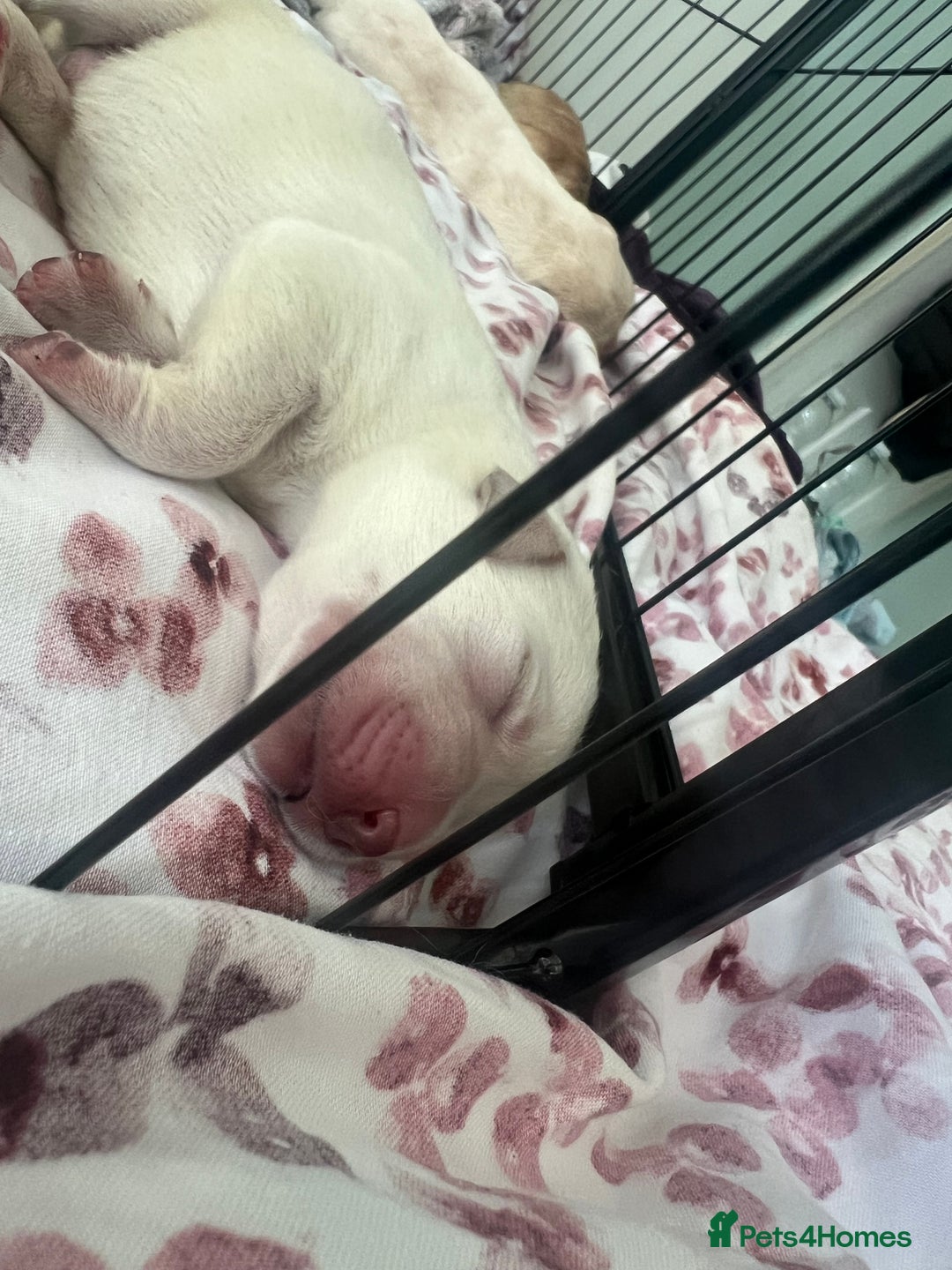Labrador Retriever dogs for sale: Labrador Retriever puppies - Image 8