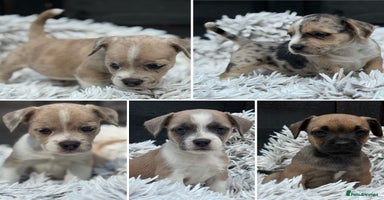 Mixed Breed dogs - Advert 2