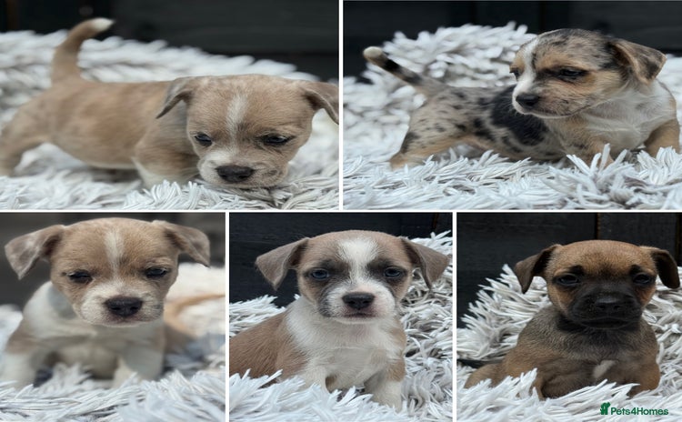 Mixed Breed dogs - Advert 15