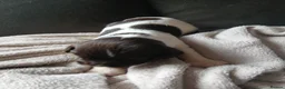 English Springer Spaniel dogs for sale: Springer spaniel - Advert 23