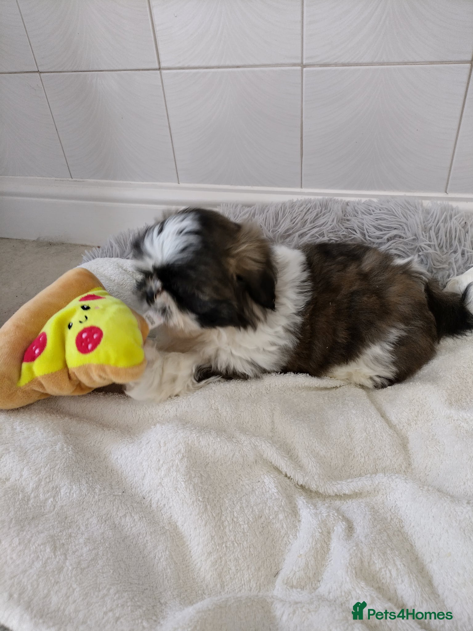 Shih Tzu dogs Shih Tzu puppies for sale ready now  - Advert 1