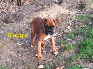 Boxer dogs Boxer puppies kc registered 5 star licence - Advert 5