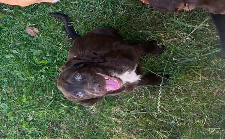 Cocker Spaniel dogs - Advert 1