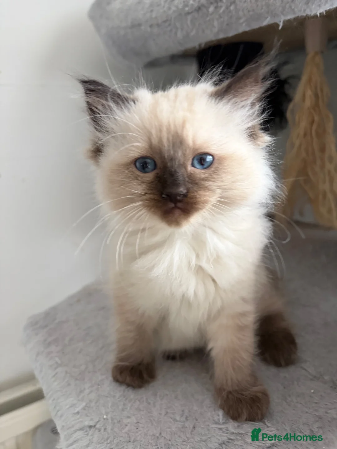Ragdoll cats for sale: Gorgeous ragdoll kittens!  - Advert 31