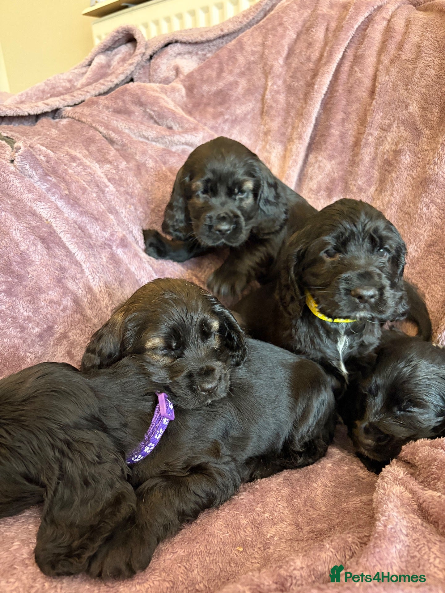 Cocker Spaniel dogs Beautiful show type cocker spaniel puppies - Advert 14