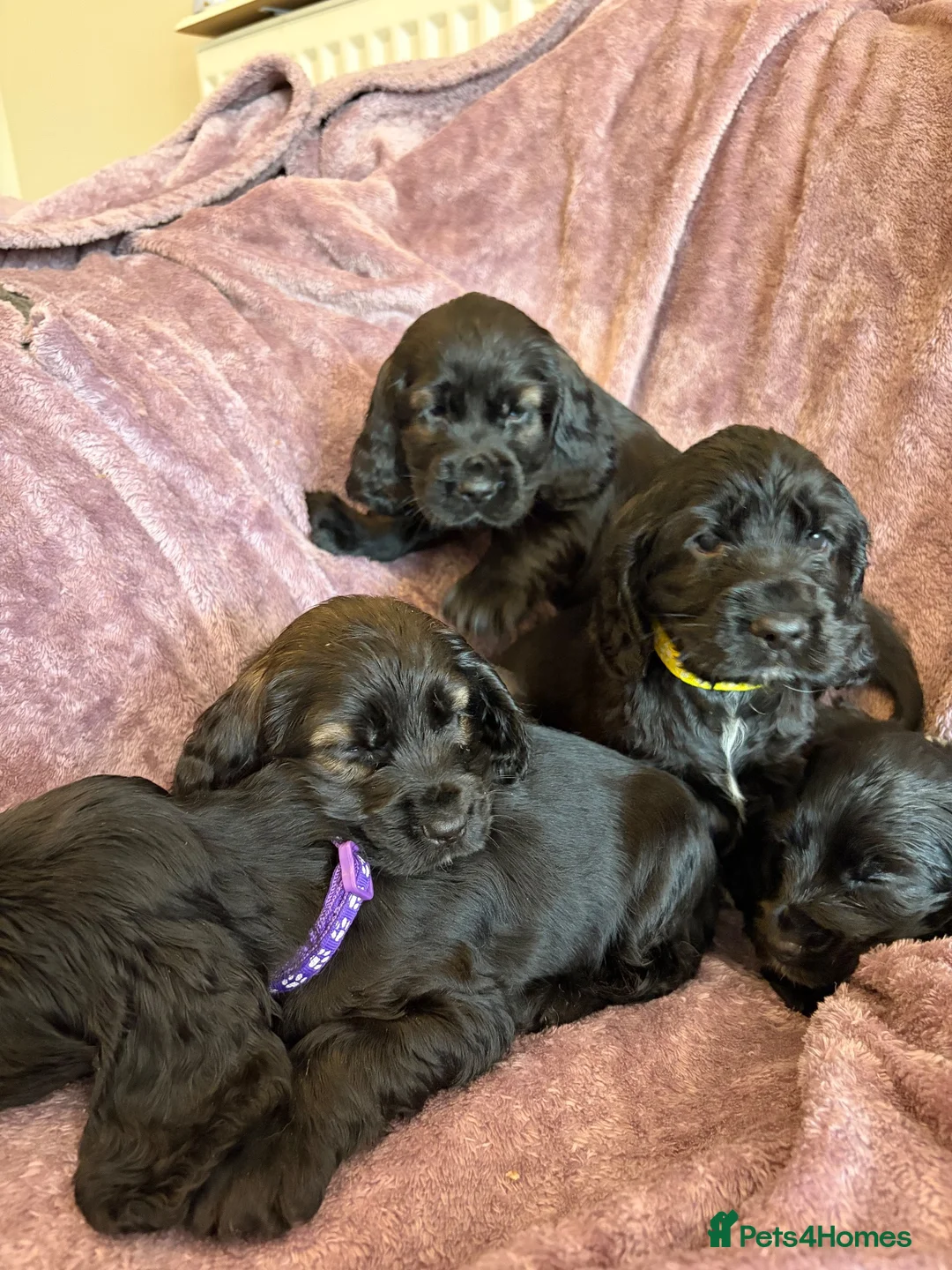 Cocker Spaniel dogs for sale: Beautiful show type cocker spaniel puppies - Advert 1