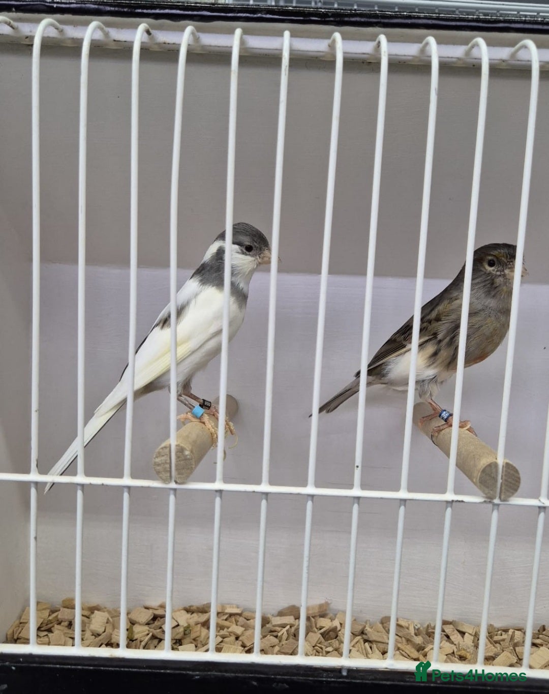 Canaries birds for sale: Canaries for sale - Advert 2