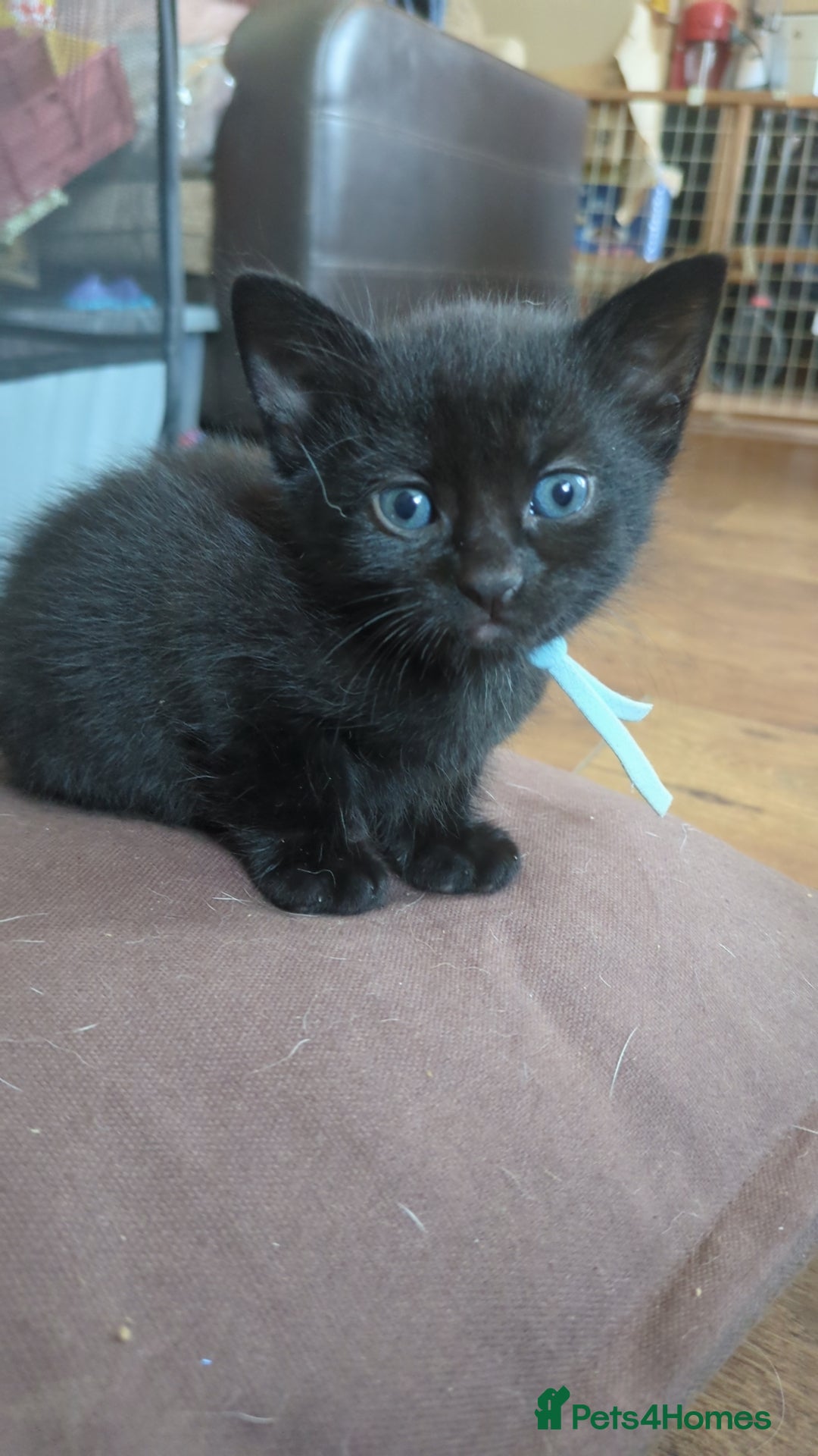 Maine Coon cats for sale: Last 2 beautiful Maine coon x males  - Image 13