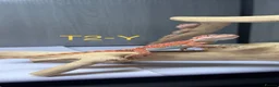 Bearded Dragon reptiles for sale: Baby Bearded Dragons available  - Advert 10