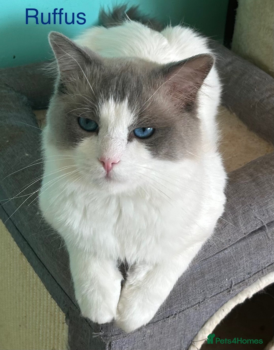 Ragdoll cats for sale: Pedigree Ragdoll babies - Advert 12