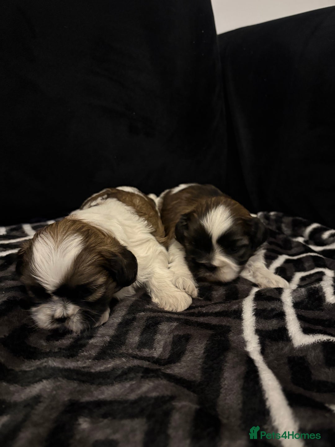 Shih Tzu dogs for sale: 2 female Shih Tzu puppies  - Advert 12