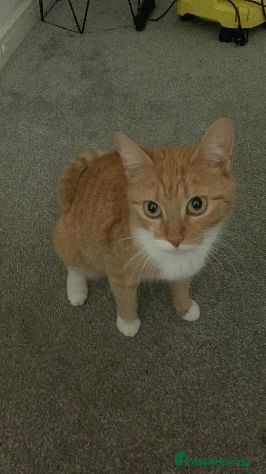 Mixed Breed cats for sale: 3 beautiful kittens left - Advert 2
