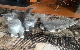 Scottish Fold cats for sale: Scottish fold cross kittens  - Image 3