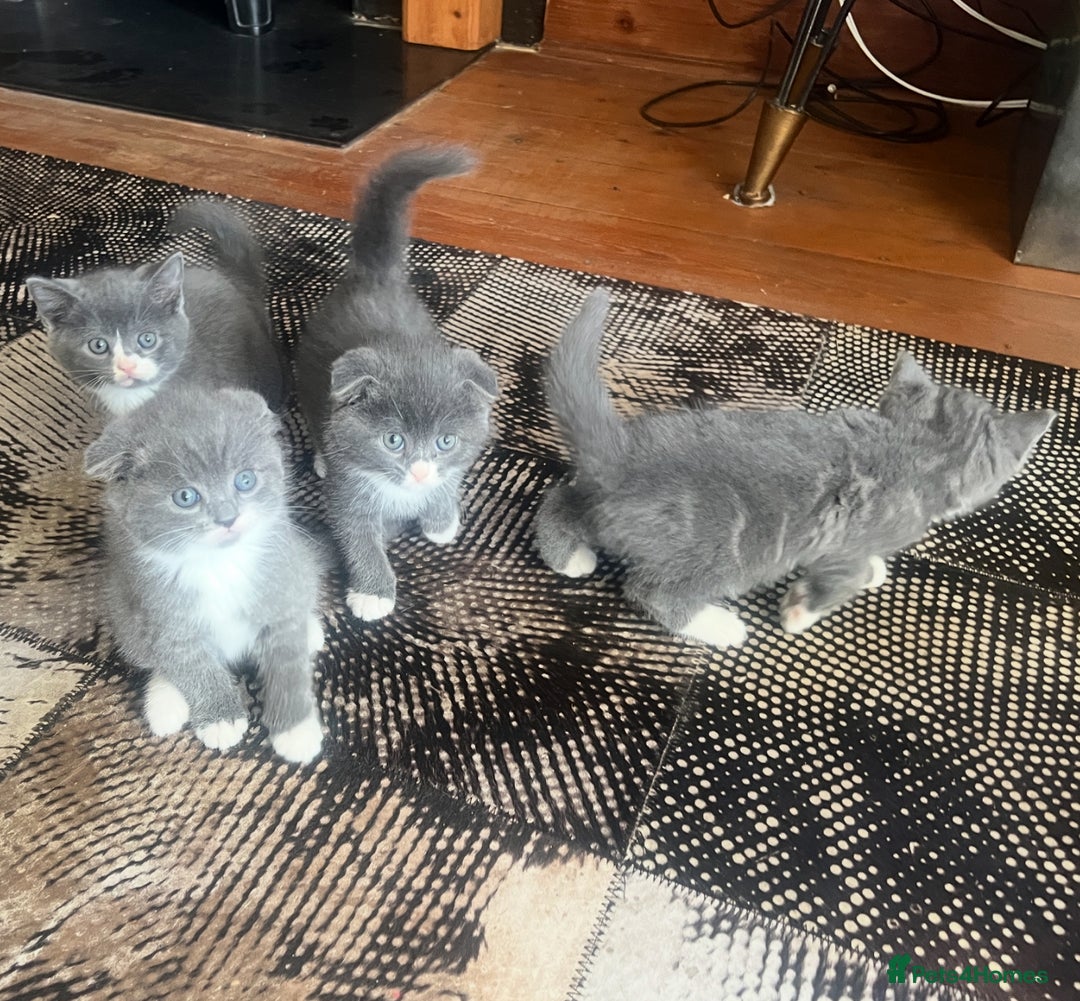 Scottish Fold cats for sale: Scottish fold cross kittens  - Image 3