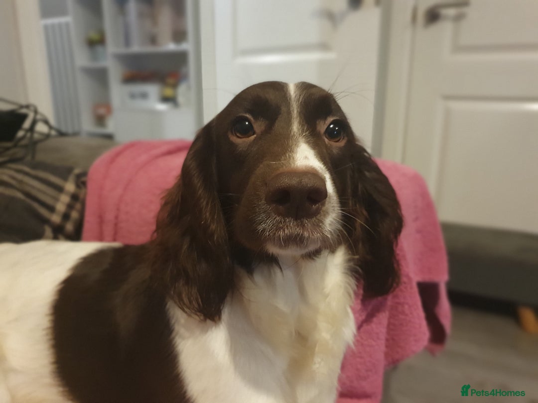 Springador dogs for sale: Springador more spaniel beautiful mum in Flint - Image 4