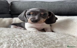 Miniature Dachshund dogs for sale: Adorable Miniature Dachshund Puppies  - Image 8