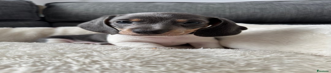 Blue piebald