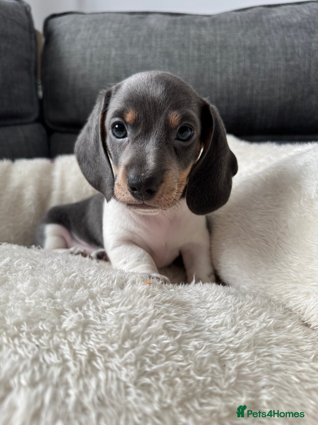 Miniature Dachshund dogs for sale: Adorable Miniature Dachshund Puppies  - Image 8