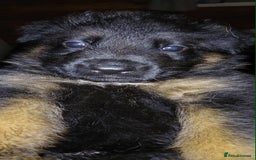 German Shepherd dogs for sale: Adorable German Shepherd Puppies  - Image 6