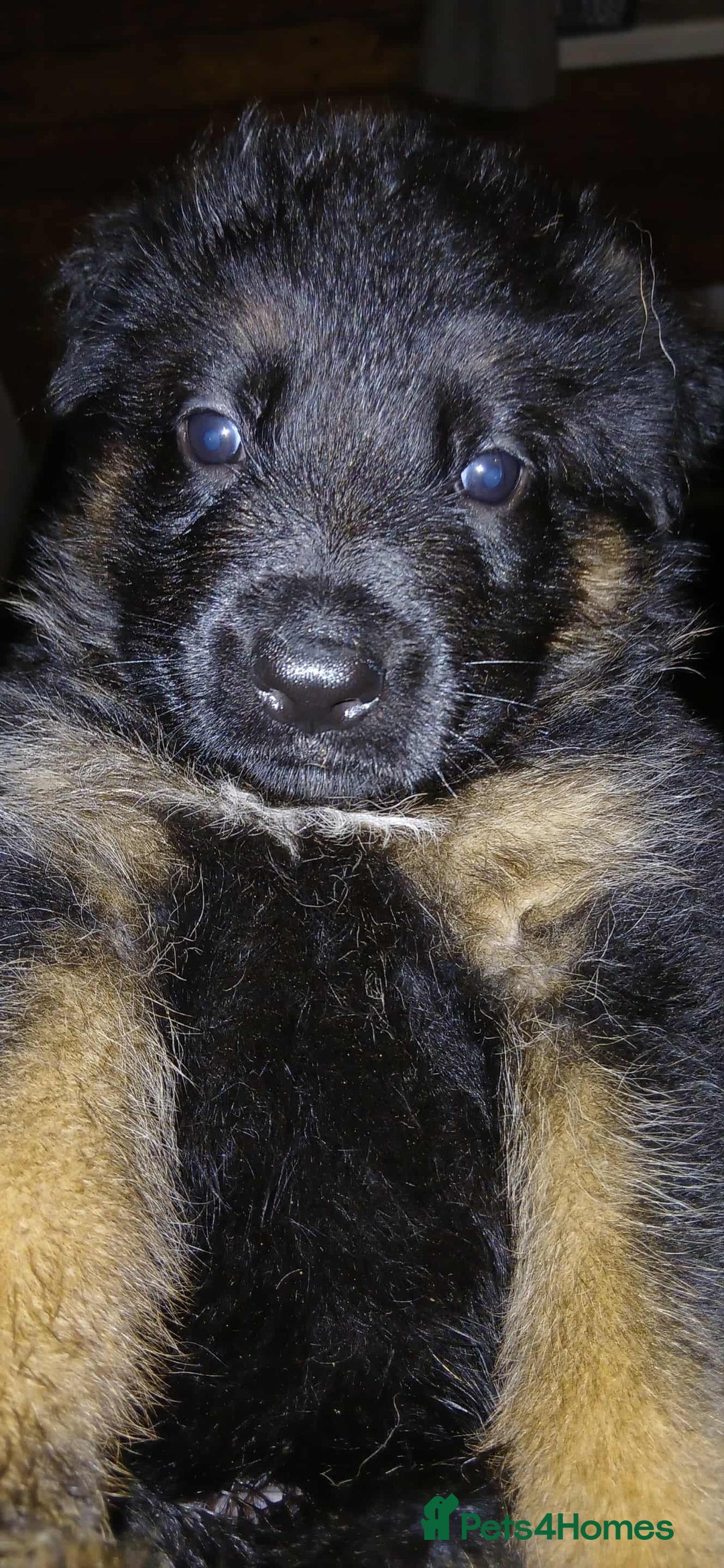 German Shepherd dogs for sale: Adorable German Shepherd Puppies  - Image 6
