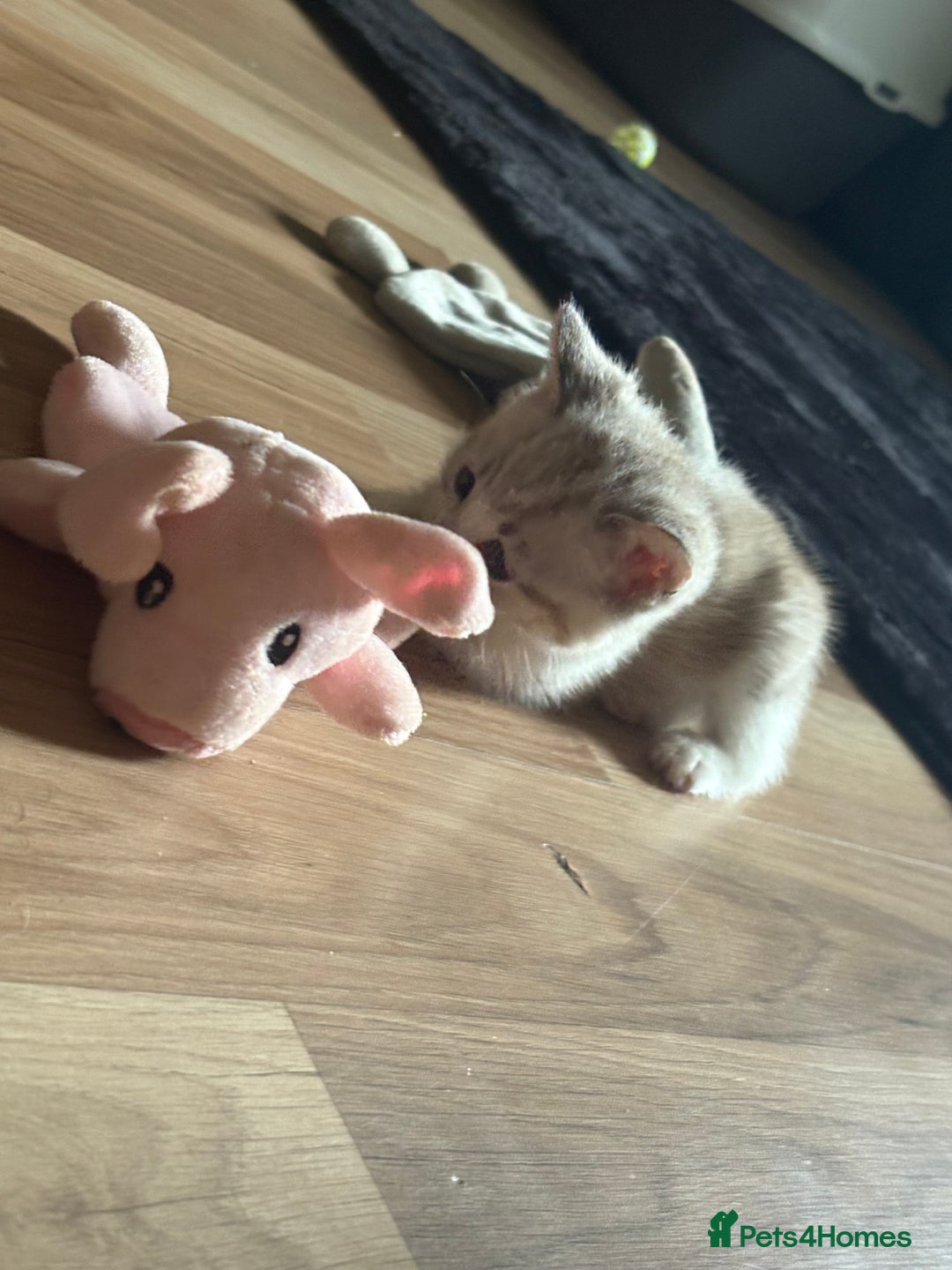 American Shorthair cats for sale: American shorthair x Turkish van kittens  - Image 27