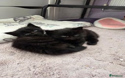 Mixed Breed cats for sale: One male and female tabby kittens  - Image 16