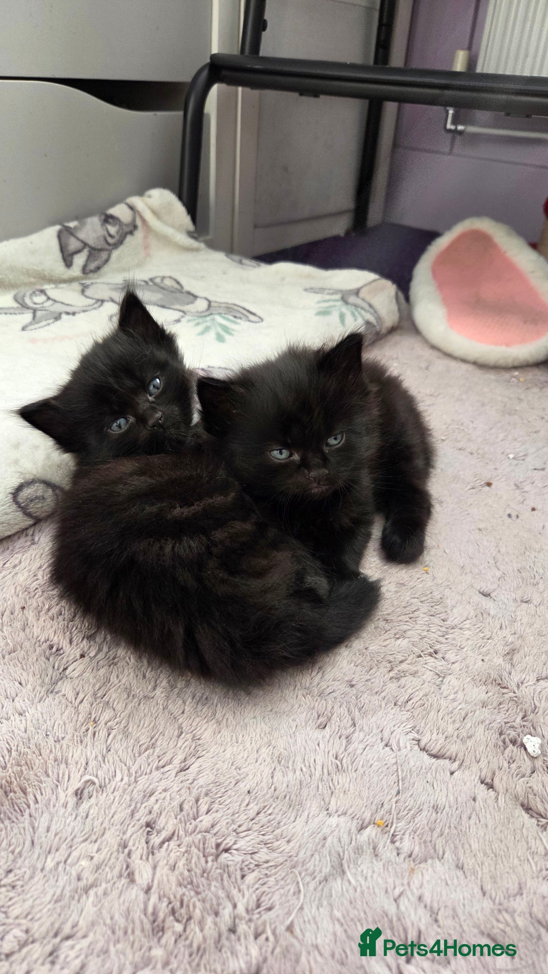 Mixed Breed cats for sale: One male and female tabby kittens  - Image 16