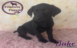 Labrador Retriever dogs for sale: Adorable KC Reg Labrador Puppies *Ready Now* - Image 14