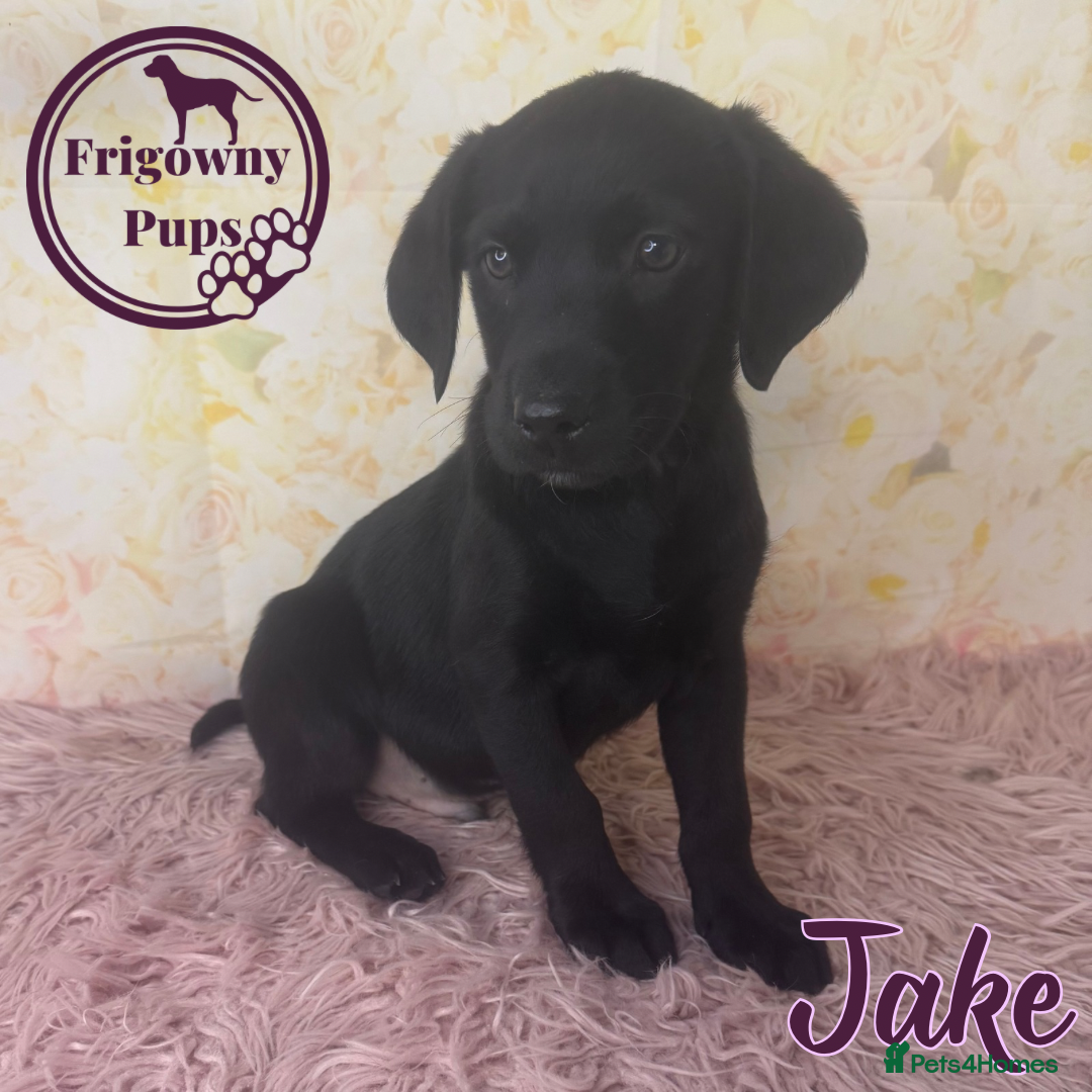 Labrador Retriever dogs for sale: Adorable KC Reg Labrador Puppies *Ready Now* - Image 14