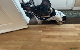 Mixed Breed dogs for sale: Stanley-French bulldog x English bulldog - Image 3