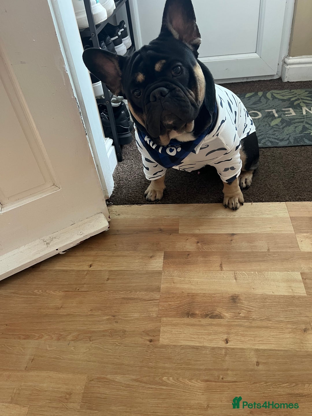 Mixed Breed dogs for sale: Stanley-French bulldog x English bulldog - Image 3