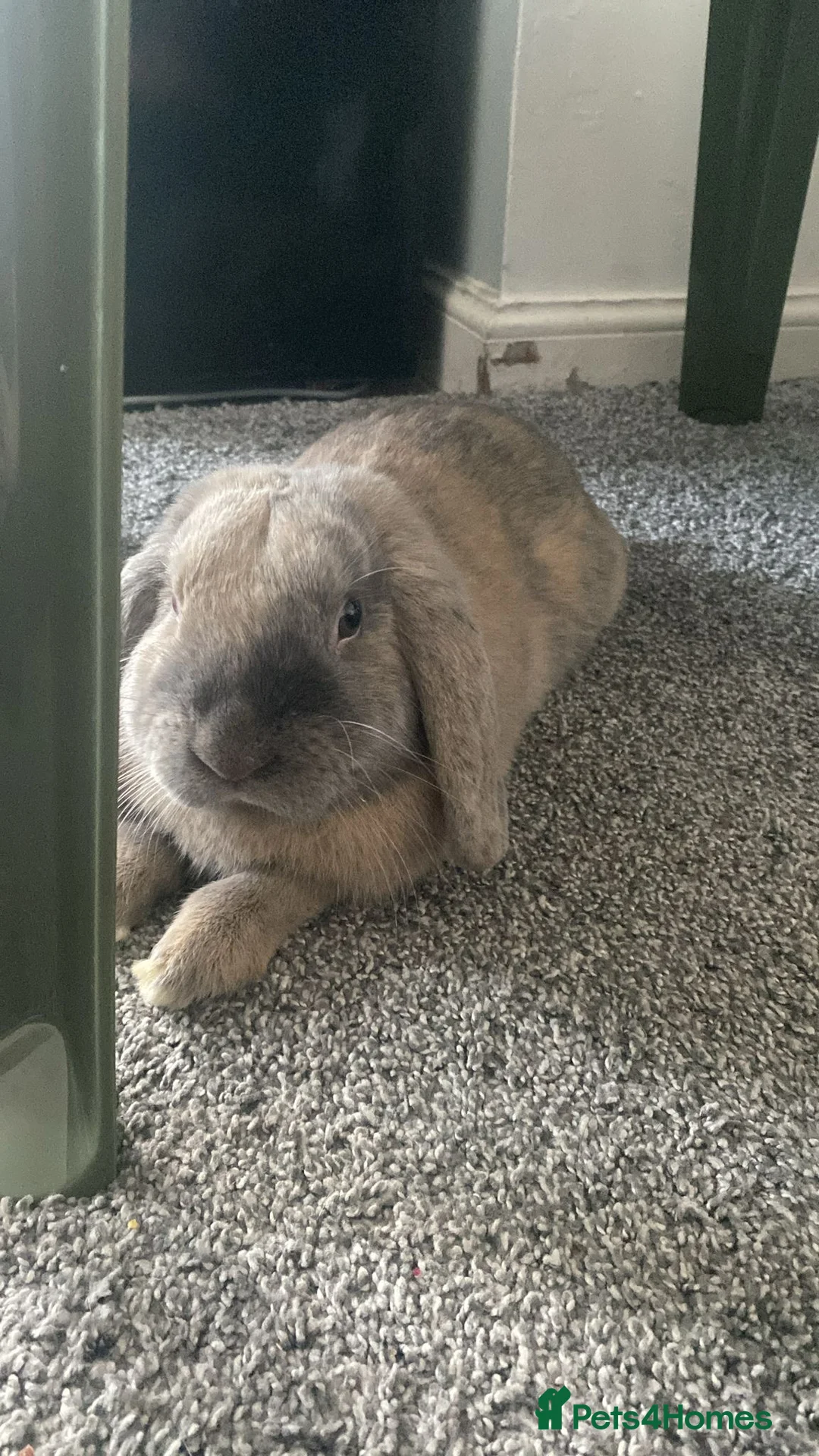 Mixed Breed rabbits for sale: 🐰 Adorable Bunny for Sale – Meet Tobi! 🐰 - Advert 2