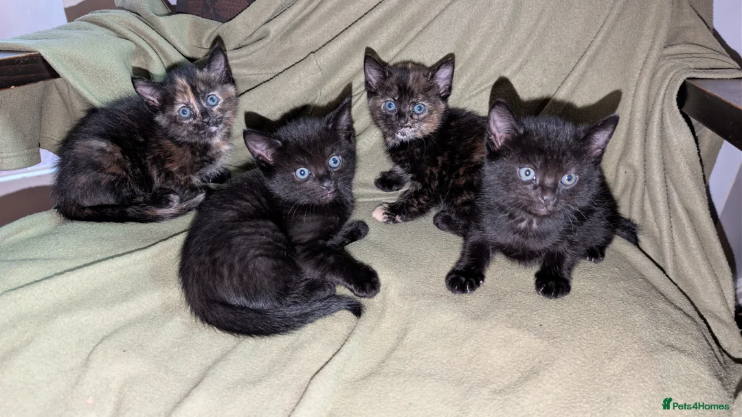 Russian Blue cats for sale: Adorable Russian Blue cross kittens - Advert 11