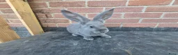 Continental Giant rabbits for sale: Giant continental rabbits  - Advert 10